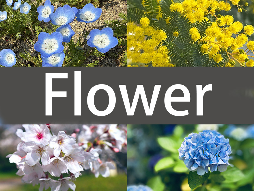 花の写真dp