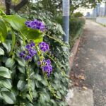 デュランタ4
