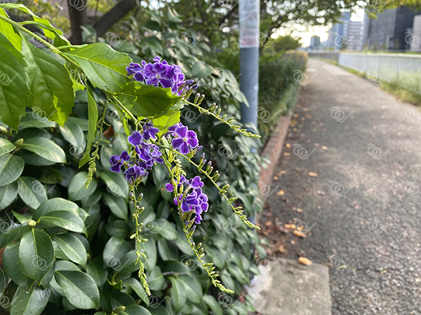 デュランタ4