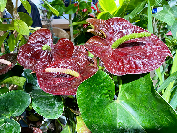 アンスリウム・アンドレアナム