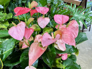 アンスリウム・アンドレアナム