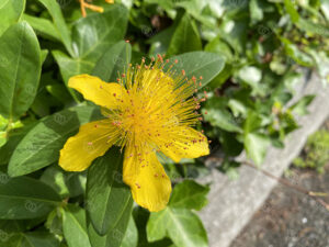 セイヨウキンシバイ