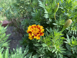 マリーゴールド1