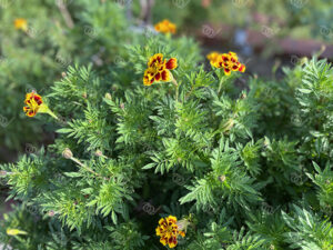 マリーゴールド2