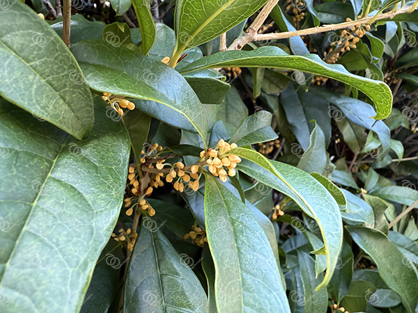 キンモクセイ５