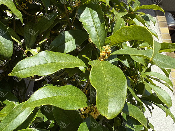 キンモクセイ６