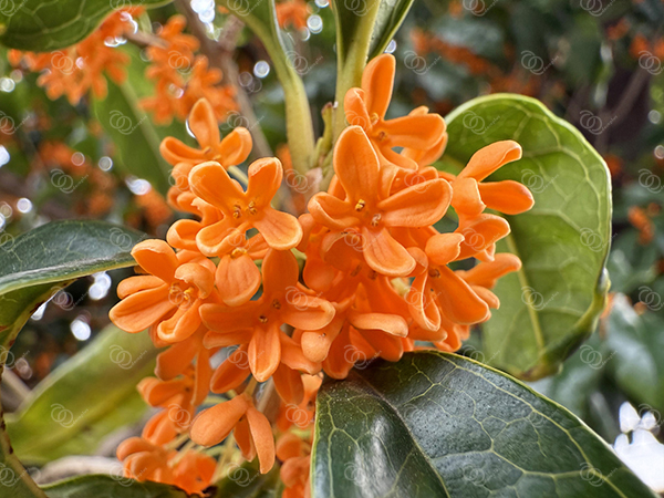 キンモクセイ10