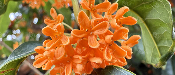 キンモクセイ11