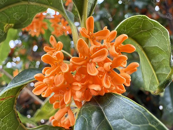 キンモクセイ11