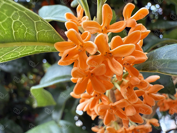 キンモクセイ12