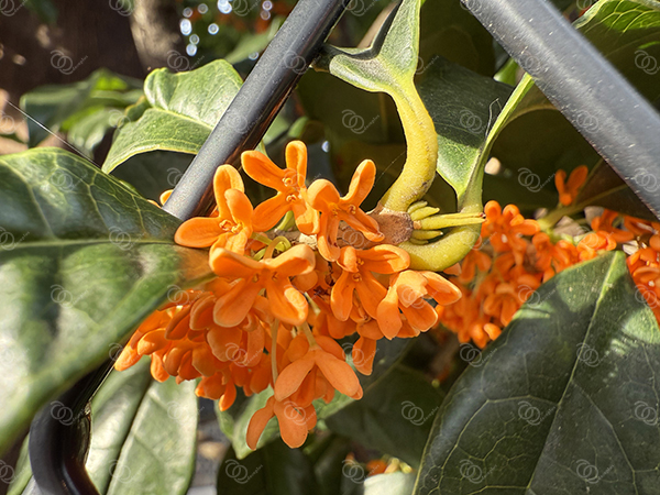 キンモクセイ13