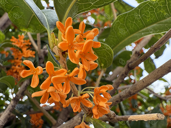 キンモクセイ14