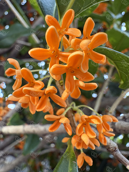 キンモクセイ15