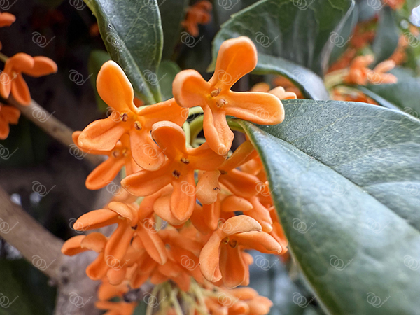 キンモクセイ16