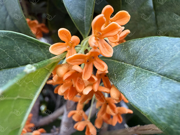 キンモクセイ17