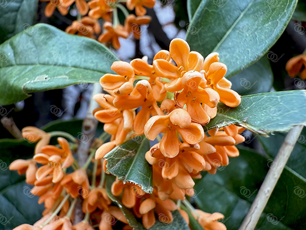 キンモクセイ18