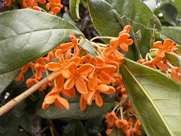 キンモクセイ19