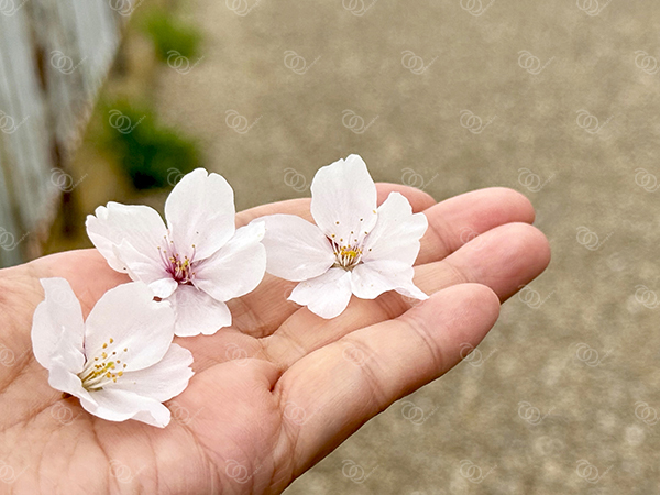 桜6