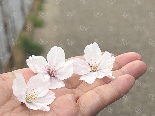 桜7