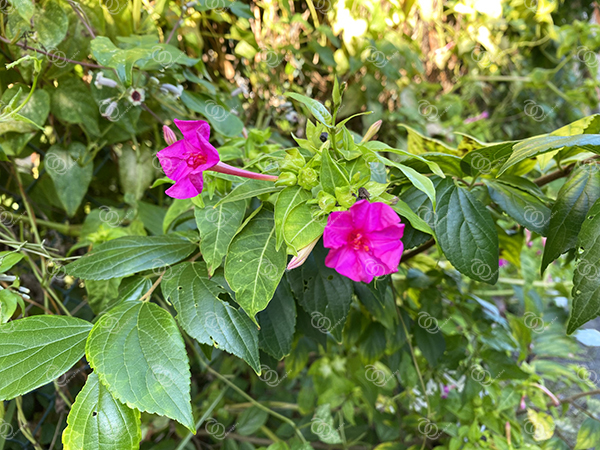 オシロイバナ2