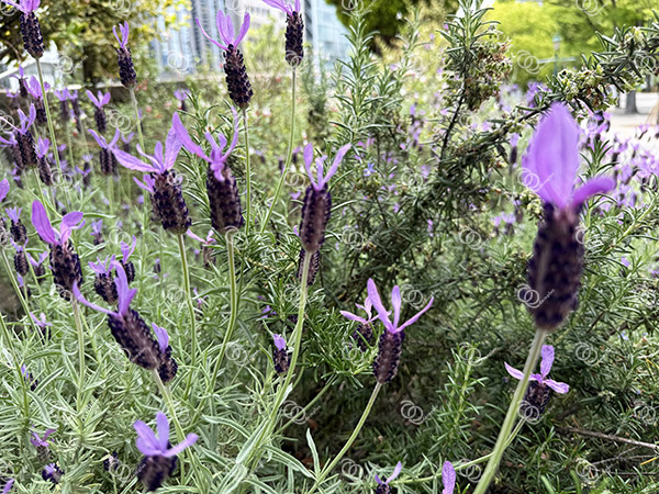 ラベンダー1