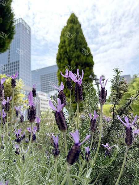 ラベンダー2