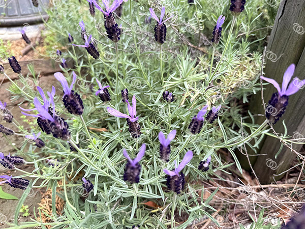 ラベンダー3