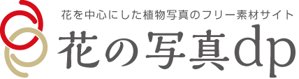 花の写真dp