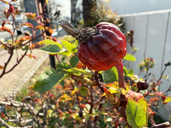 バラ19