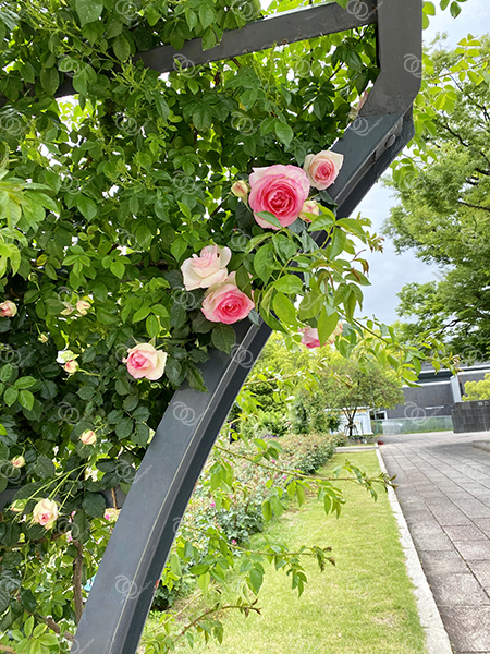 バラ29