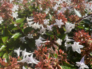アベリア2