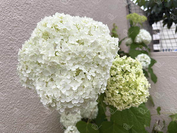 アナベル1