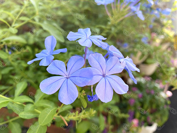 ルリマツリ1
