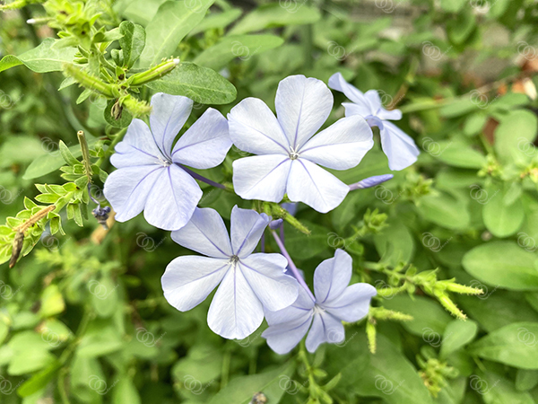 ルリマツリ4