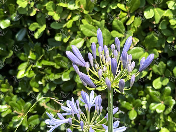 アガパンサス6